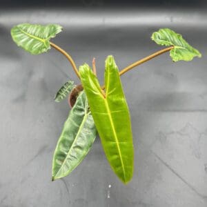 A Philodendron Billietiae Croat in a four inch pot side view new leaf