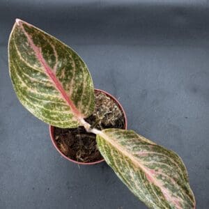 Aglaonema Golden Poweder tropical houseplant in a four inch pot top view angled