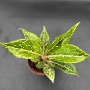 Aglaonema Night Sparkle tropical houseplant in a four inch pot top view