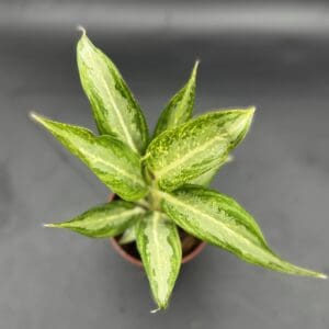 Aglaonema White Rain tropical houseplant in a four inch pot top view