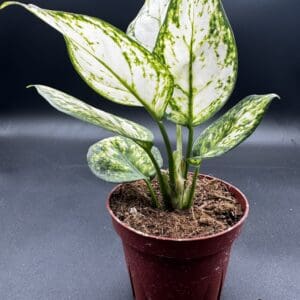 Agloanema Super White tropical houseplant in a four inch pot side view