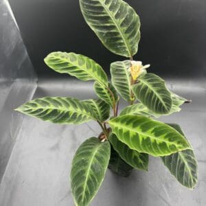 Calathea Warscewizzi tropical houseplant in a six inch pot top view angled