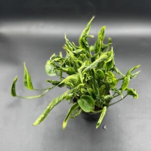 Epipremnum Shangri-La tropical houseplant in a four inch pot top view