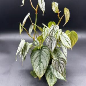 Philodendron Brandi in a four inch pot