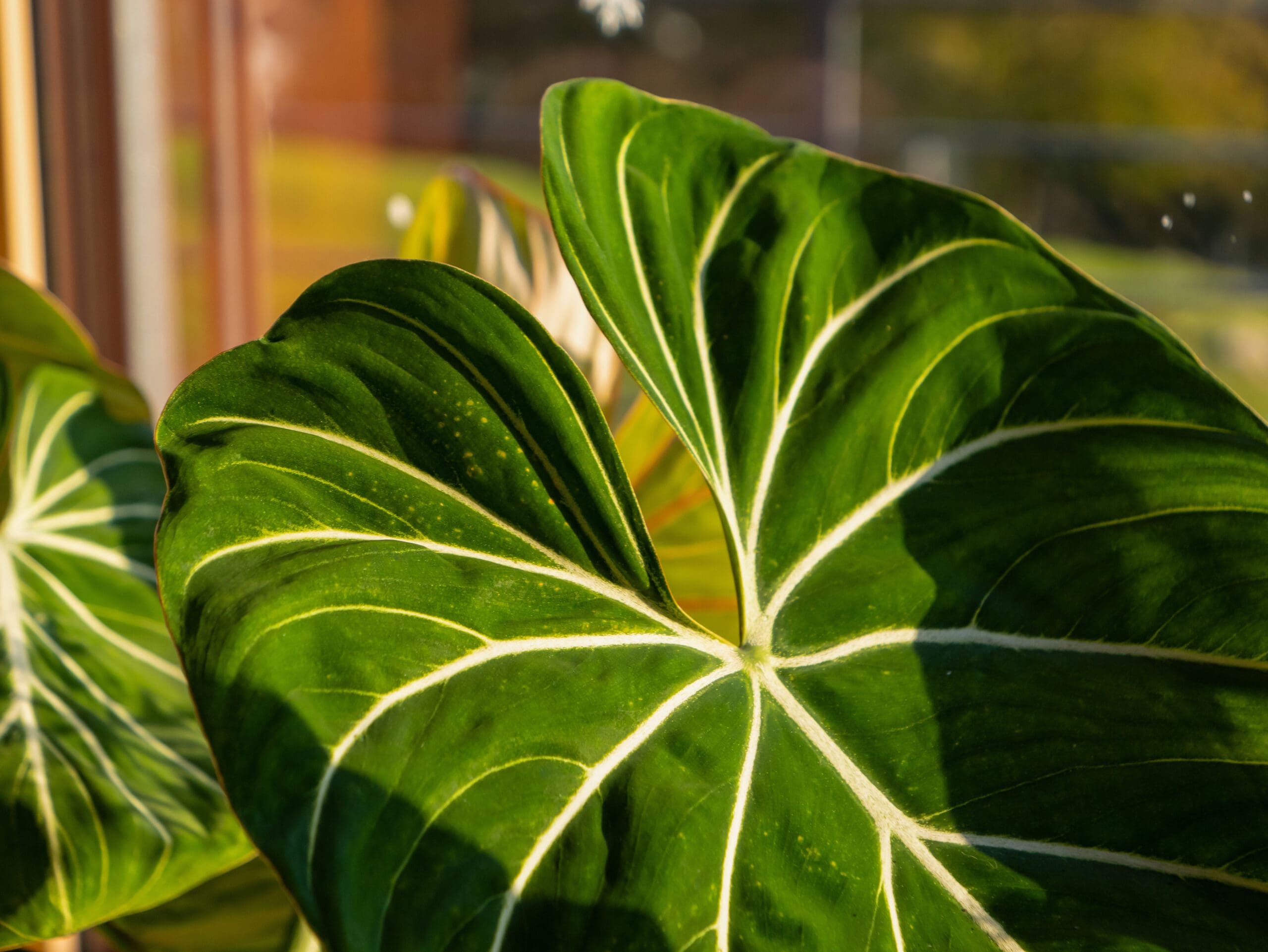 Philodendron glorious