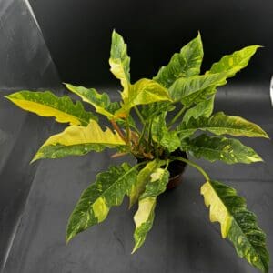 Philodendron Ring of Fire tropical houseplant in a six inch pot top view