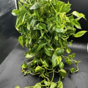 Pothos Golden tropical houseplant in an eight inch pot full view