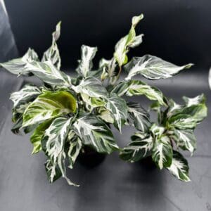 Two Calathea Stella US PP34710 tropical houseplants