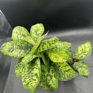 Two Homalomena Camoflauge tropical houseplants one in four inch and one in six inch top view