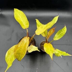 Two Philodendron Orange Marmalade tropical houseplants one in six inch and one in four inch