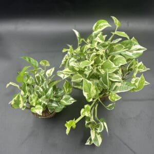 Two Pothos N Joy tropical plants one in four inch pot and one in six inch pot