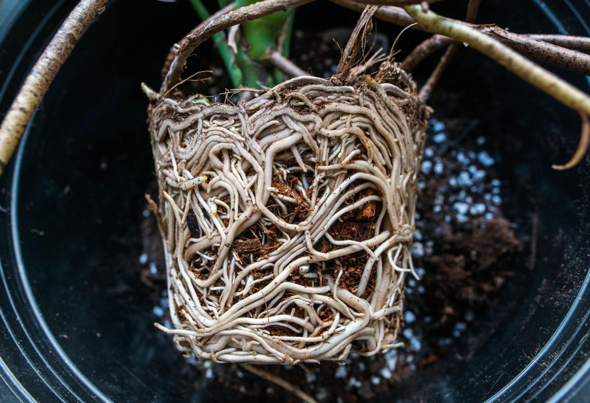 Signs that Monstera and Philodendron need repotting including root bound condition circling roots slowed growth and seasonal timing indicators
